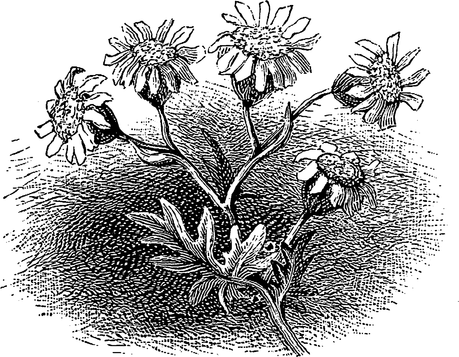 Each Of These Digital Floral Craft Images Are Perfect - Rosa Glauca (1600x1284), Png Download