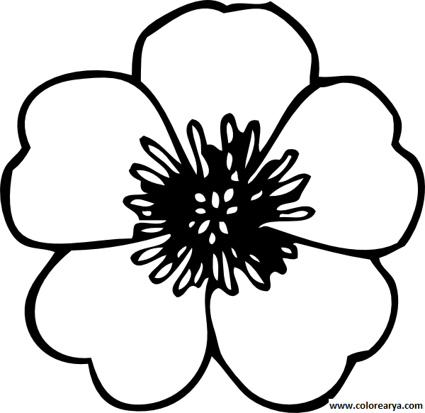 Flower Coloring Pages Png Flores Png Para Colorear - Poppy Cut Out Template (600x582), Png Download