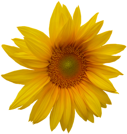 Clipart Yellow Flower Head (540x720), Png Download