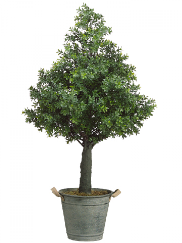 36" Boxwood Cone Topiary In Metal Container Green - Sageretia Theezans (800x800), Png Download