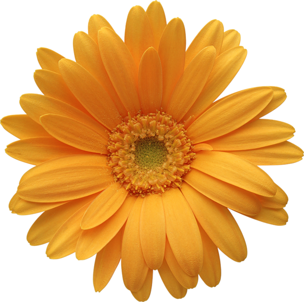 Barberton Daisy (600x597), Png Download