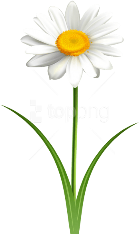 Free Png Download Daisy Flower Transparent Png Images - Daisy With Stem Png (480x814), Png Download
