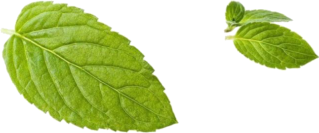 Leaf Peppermint Green Transprent Png Free Download - Swamp Birch (1183x1063), Png Download