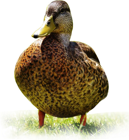 Come Hunt Along The Boreal Forest In Saskatchewan, - Mallard (513x625), Png Download