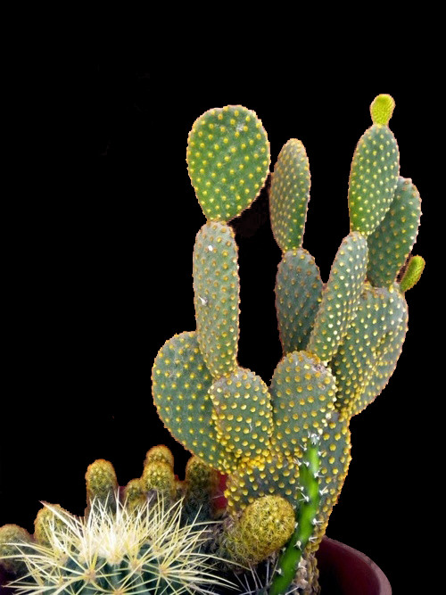 Png Images - Potted Cacti (500x667), Png Download
