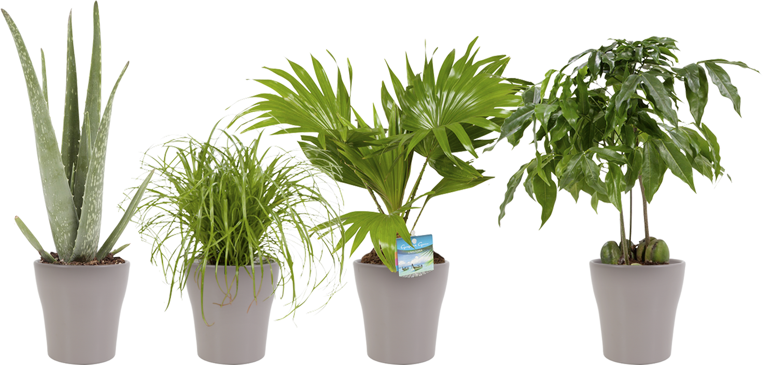 Indoor Plant Dwarf Umbrella - Cyperus Alternifolius (2500x2500), Png Download