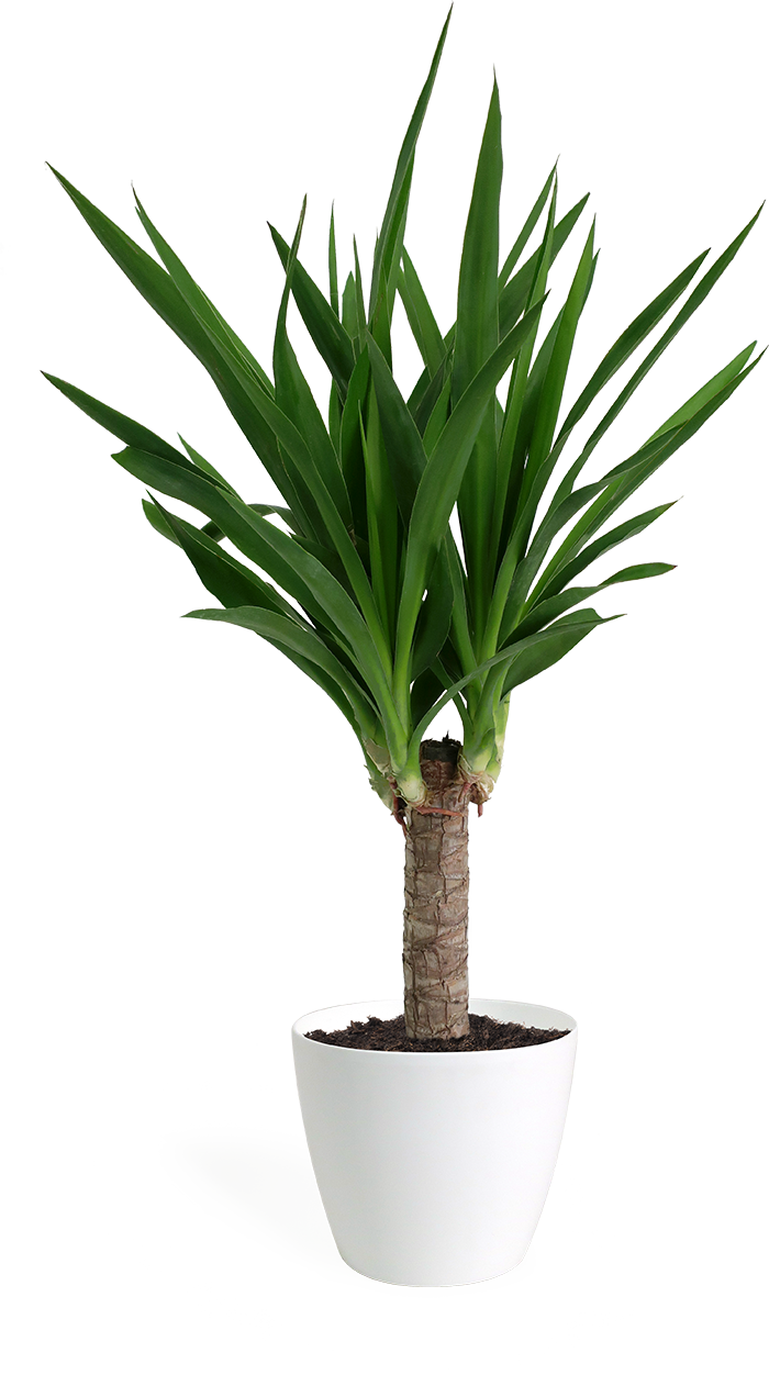 Yucca Cane Small - Yucca (700x1252), Png Download