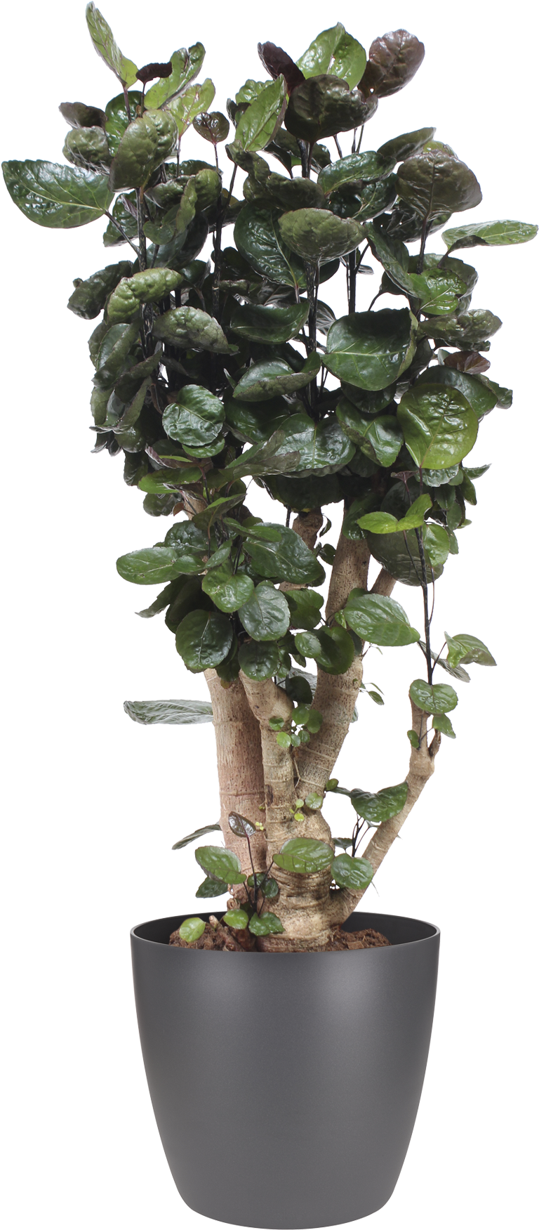 Previous - Next - Ficus Aralia (1933x1934), Png Download