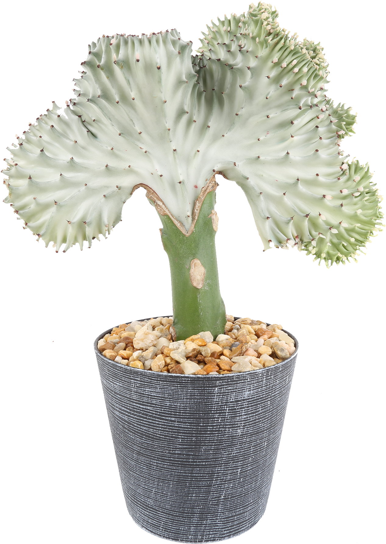 Delray Plants Coral Cactus Crested Euphorbia Easy To - Flowerpot (1284x1833), Png Download