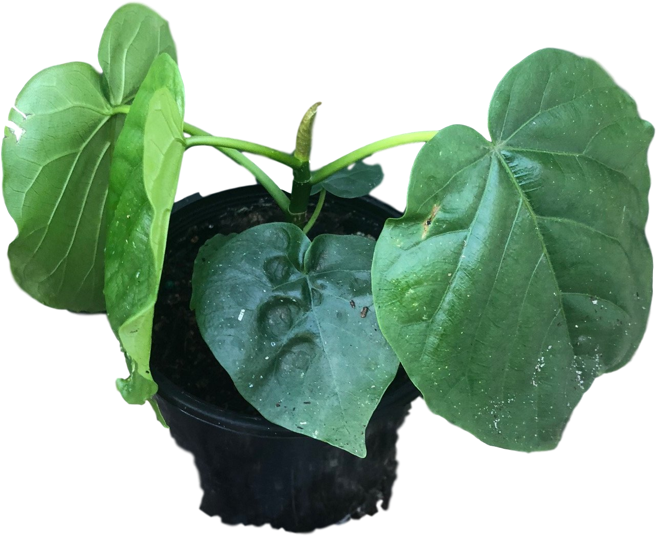 Details About Ficus Umbellata - Houseplant (1512x2016), Png Download