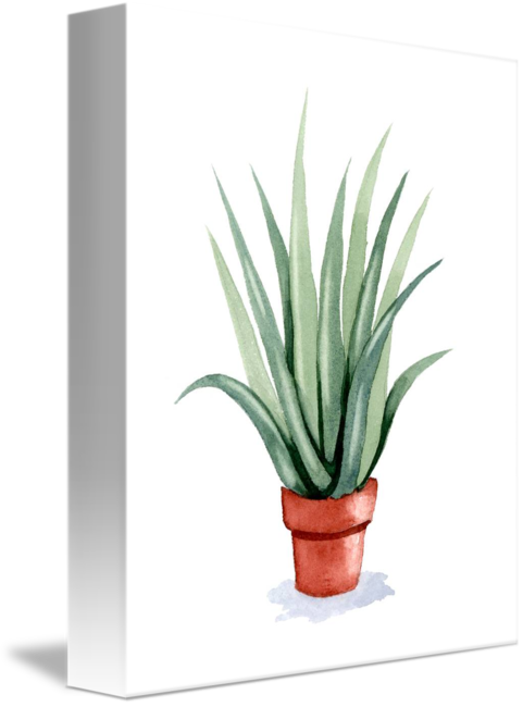 481 X 650 5 - Aloe Vera Watercolor (481x650), Png Download