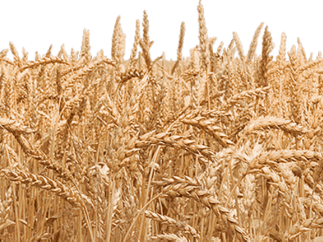 Triticale (640x480), Png Download