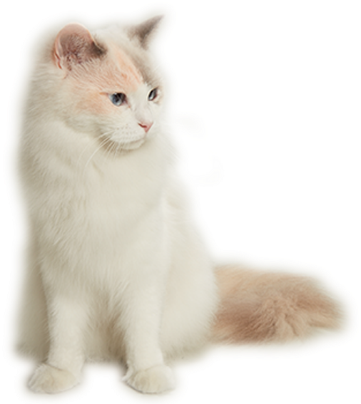 Turkish Angora (600x642), Png Download