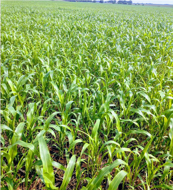 Bmr Grazing Corn Planted After Wheat - Cash Crop (960x640), Png Download