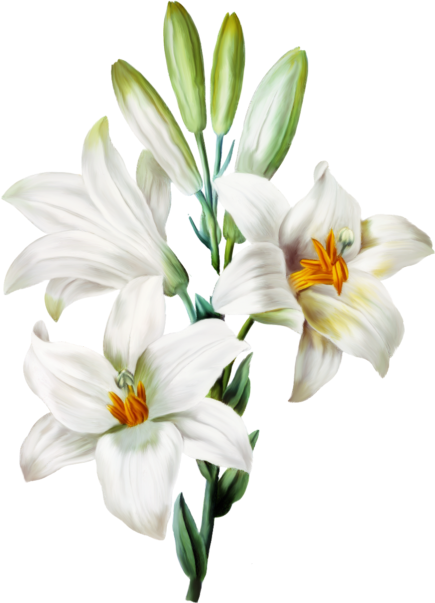 Flowers Sticker - Transparent Background White Lily Flower Png (1024x1313), Png Download