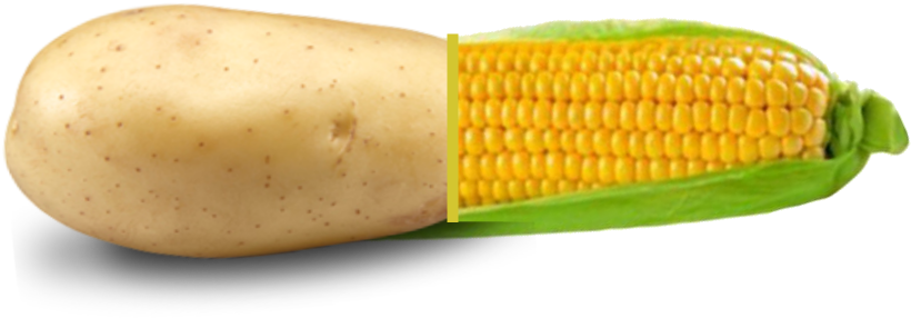 Expectedouija - Corn On The Cob (1000x1000), Png Download