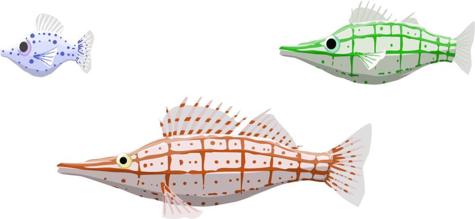 Image Description - Bony-fish (977x451), Png Download