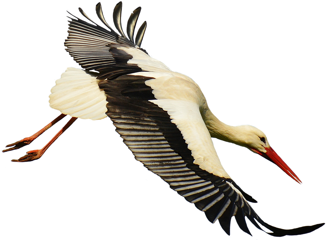 Crane Clipart Stork Bird - Stork Transparent (1280x955), Png Download