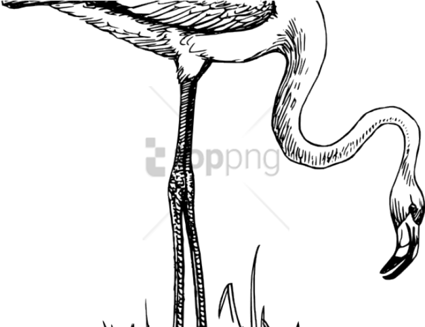 Free Png Download Flamingo Bird Black And White Png - Animals And Birds Black And White (850x653), Png Download