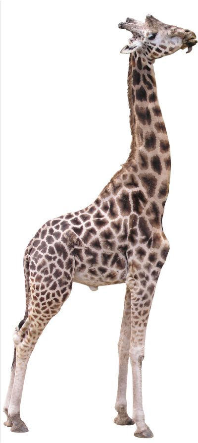 15 Giraffe Transparent Png For Free Download On Mbtskoudsalg - Giraffe Transparent Background (400x894), Png Download