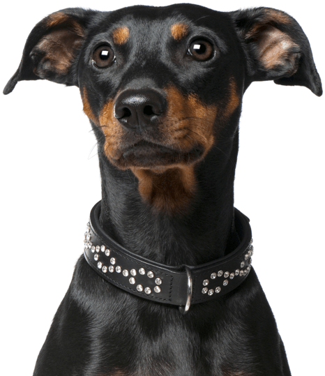 Dachshund Yorkie Mix - Companion Dog (565x585), Png Download