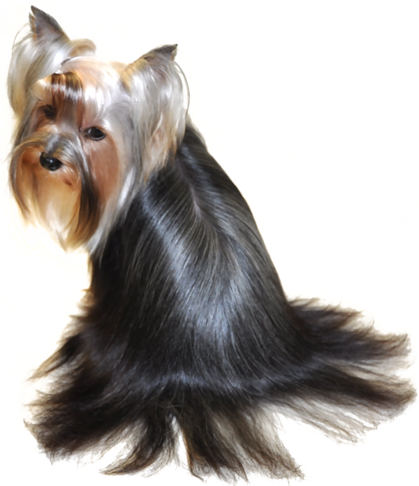 Beautiful Yorkie Hairstyles - Yorkshire Terrier (600x696), Png Download