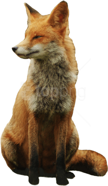 Download Fox Png Images Background - Red Fox Transparent (480x774), Png Download