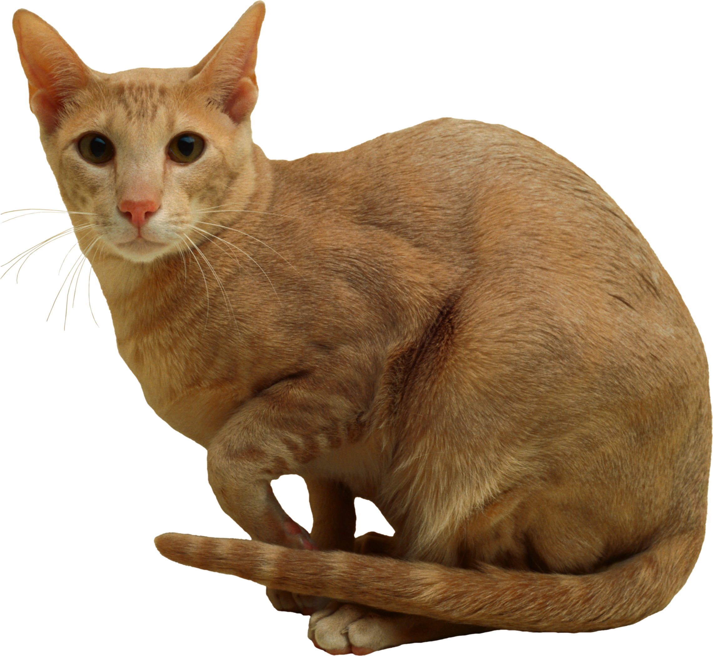 Domestic Short-haired Cat (2278x2097), Png Download