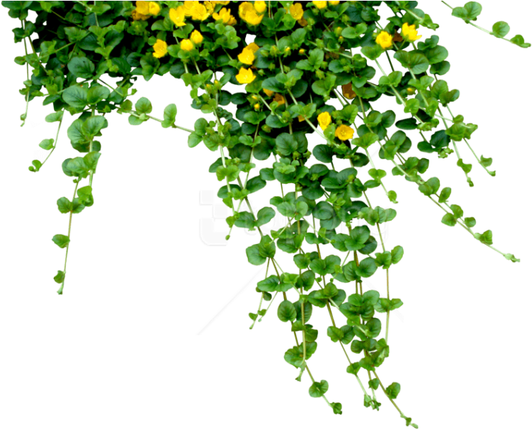 Free Png Download Plants Png Images Background Png - Leaves And Flowers Png (850x638), Png Download