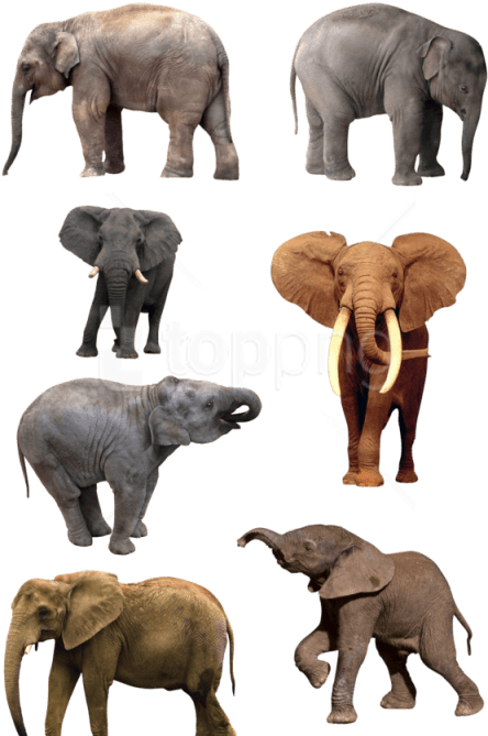 Free Png Download Elephant Png Images Background Png - Natural History Museum Of Los Angeles County (480x680), Png Download