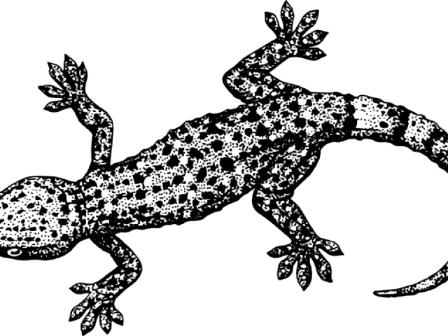 Drawn Lizard Transparent - Mark Making Worksheets (640x480), Png Download