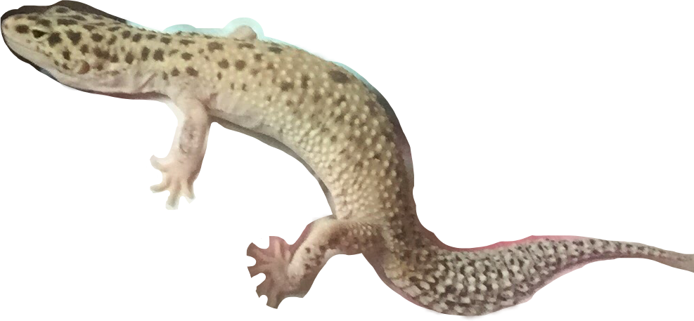 Nile Crocodile (987x457), Png Download