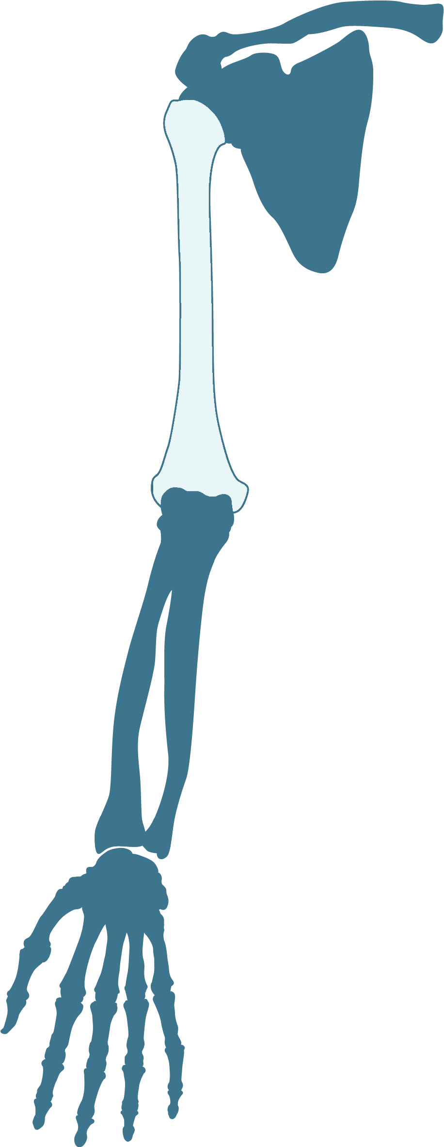 Illustration (1129x2801), Png Download