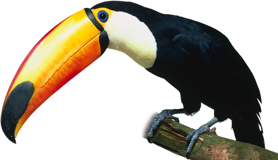 Go To Image - Kind Of Birds (960x562), Png Download