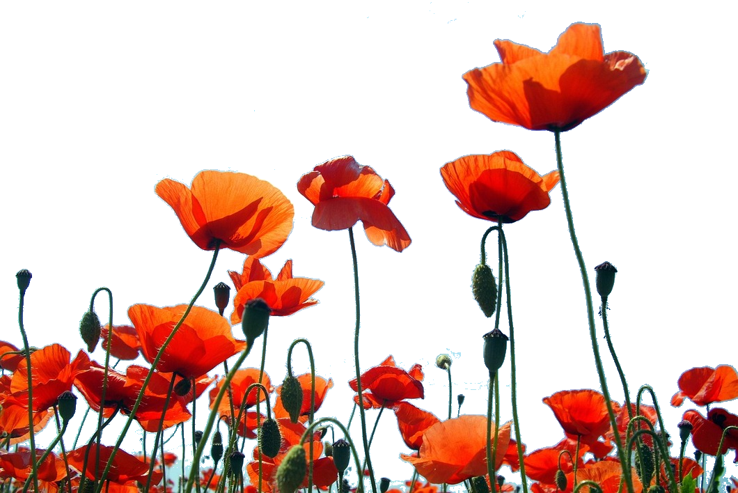 Personalised Bespoke Luxury Scented Candles Remembrance - Corn Poppy (1060x708), Png Download