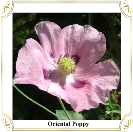 Rosa Rubiginosa (492x705), Png Download