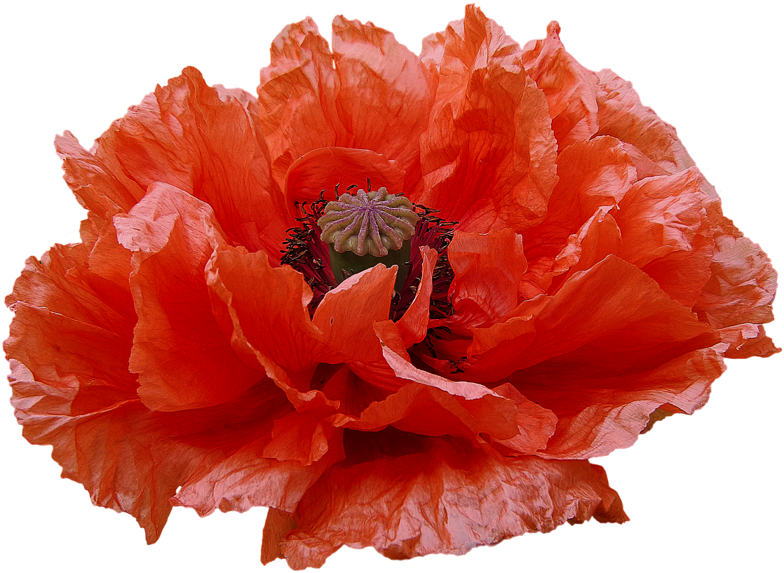 Poppy Red Flowers Transmission - Corn Poppy (1280x960), Png Download