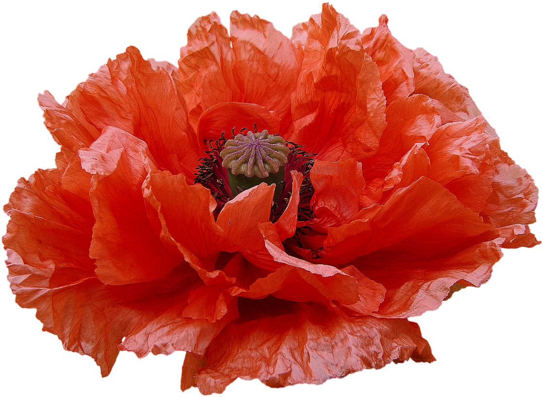 Poppy png. Мак Поппи. Мак Восточный Ruffled Patty (Раффлс Пэтти). Ред Кайсо маки. Мак цветок.