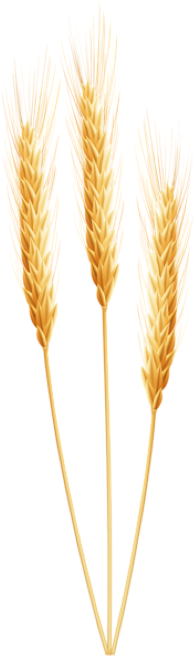 Wheat Png, Download Png Image With Transparent Background, - Transparent Wheat Png (400x1297), Png Download