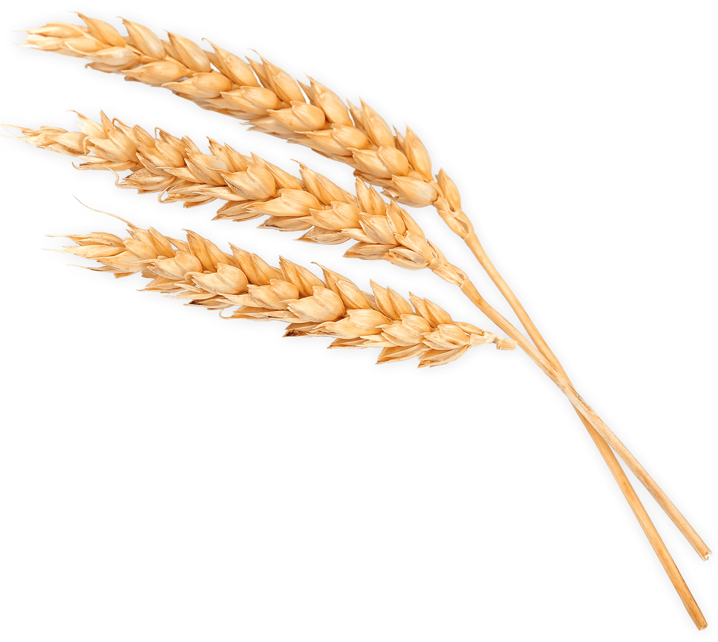 Grain Marketing - Phragmites (1440x1639), Png Download