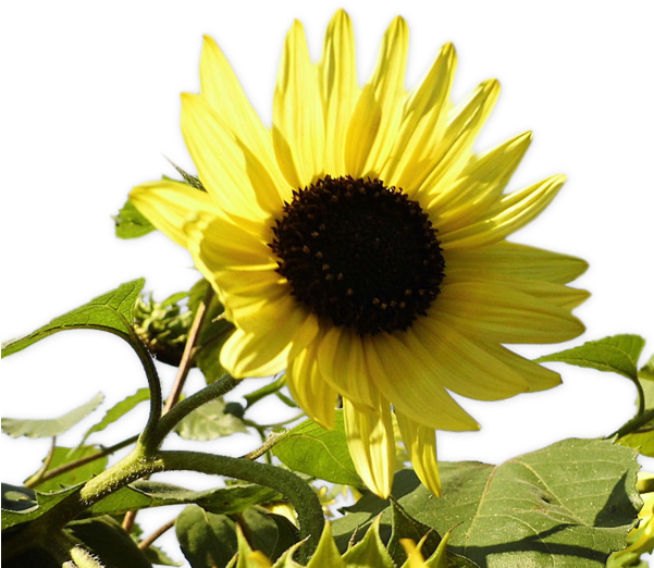 Gifs Y Fondos Paz Enla Tormenta - Sunflower (600x546), Png Download