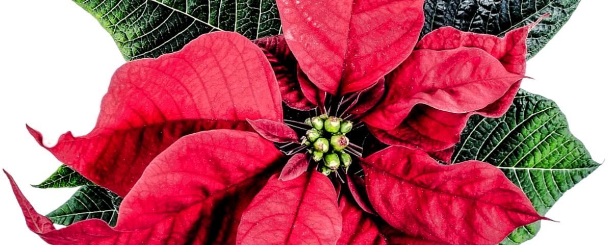 Como Cuidar Tu Planta De Navidad - Poinsettia Day December 12 (1200x480), Png Download
