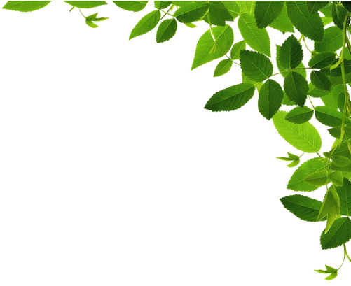 Wild Wood Foundation - Organic Liquid Nighttime Multimineral By Maryruth (coconut) (500x443), Png Download