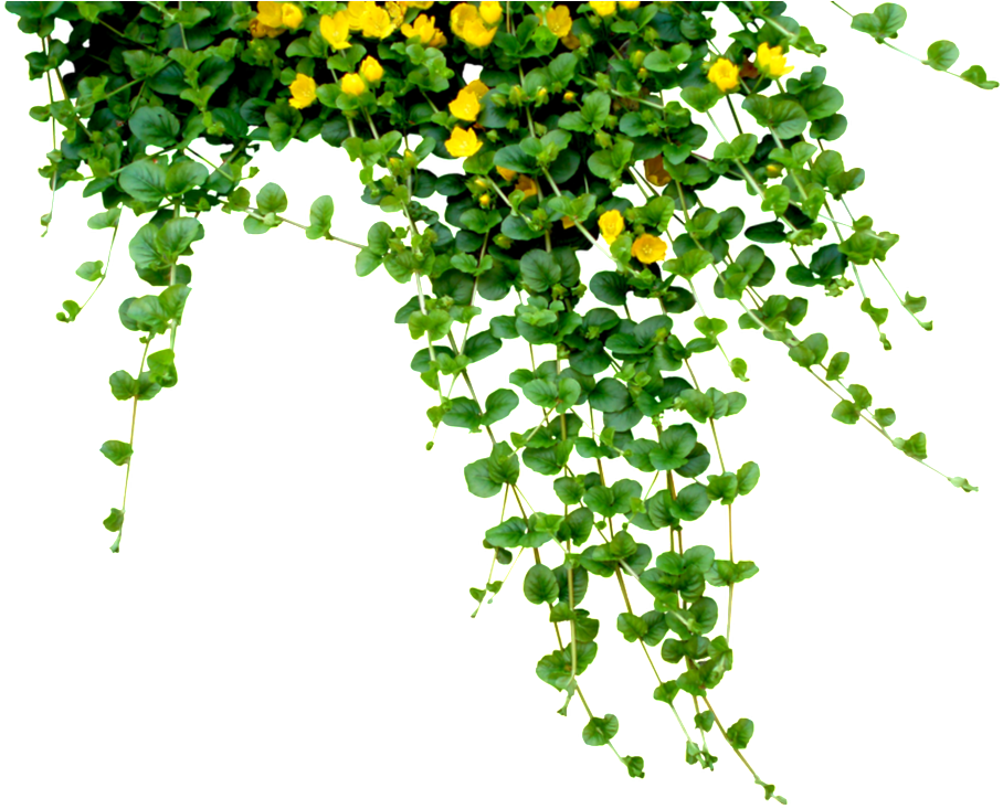 Yellow Flower Jungle Cartoon Transparent - Teachers Day Quotes In Telugu (1024x768), Png Download