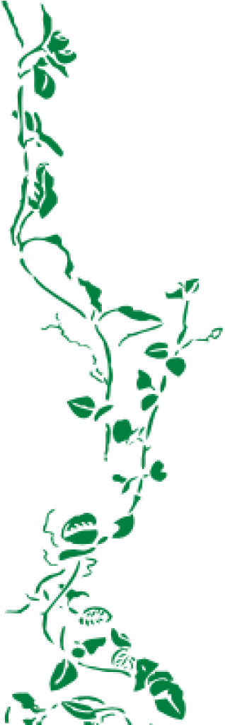 Vine Border Clipart Green Vine Border Clip Art At Clker - Black Borders Transparent Background (1024x1024), Png Download