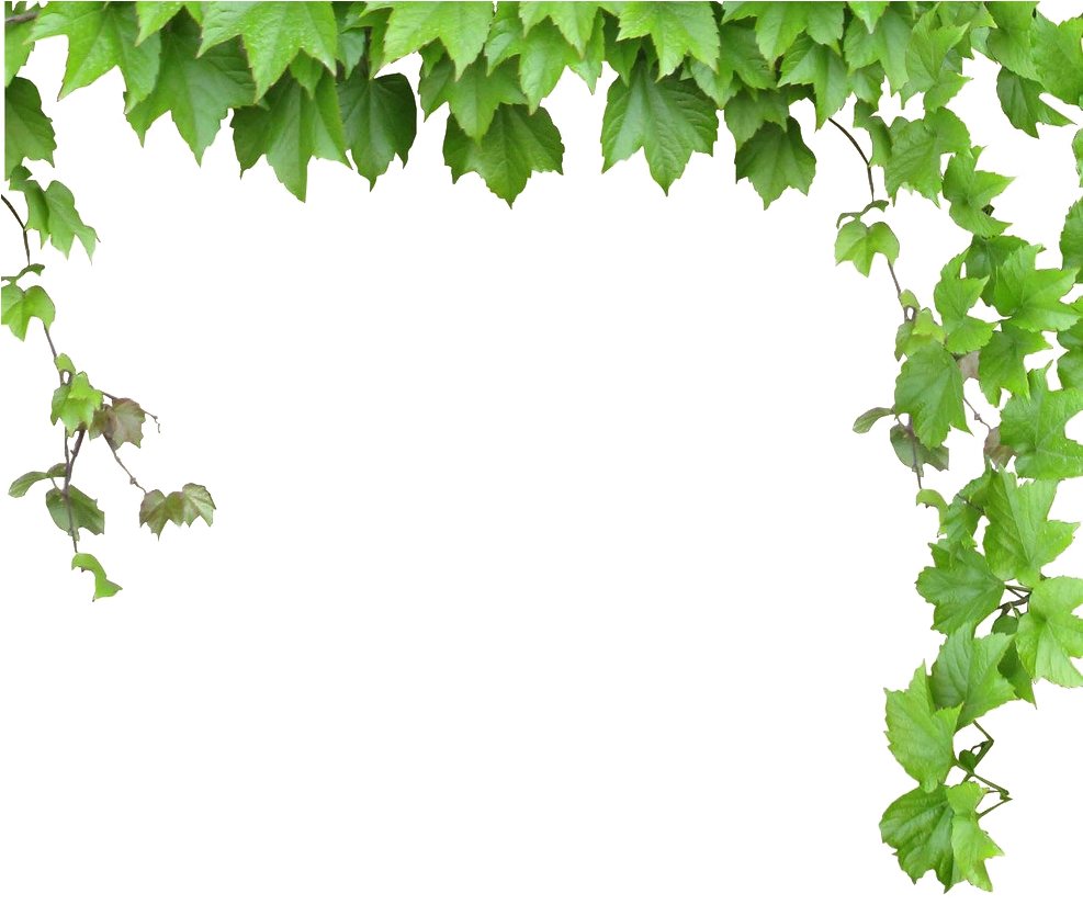 Leaves And Vines Png (986x890), Png Download