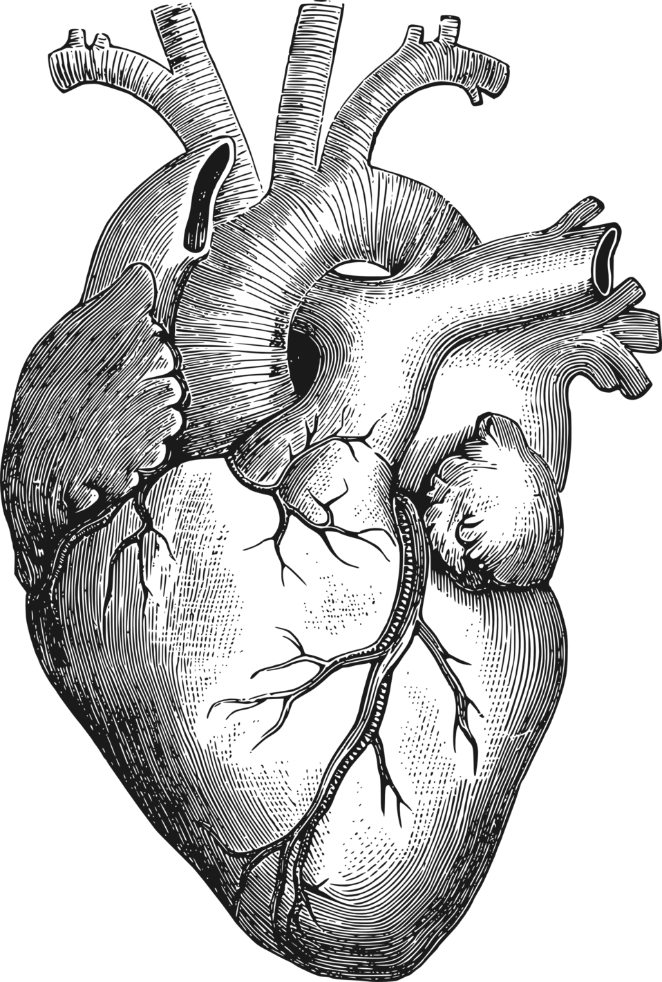 Diagram Organ Free Commercial Clipart - Anatomical Heart Vector Png (506x750), Png Download