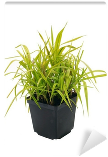 Ornamental Grass Phalaris Arundinacea Arctic Sun Wall - Flowerpot (400x400), Png Download