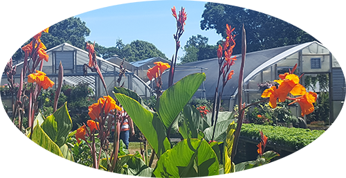 Joseph's Garden & Greenhouses - Canna Lily (500x257), Png Download