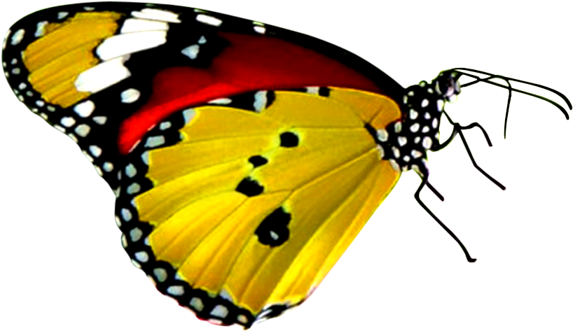 Download Png Balloon Image - Yellow And Red Butterfly (837x501), Png Download